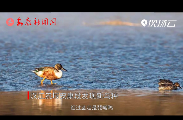 ҕ�����h�����򰲿��ΰl(f��)�F(xi��n)���B(ni��o)�N