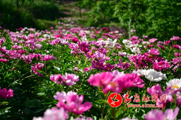 �M�@�ҷ�����Ƣ ��ˎ����������