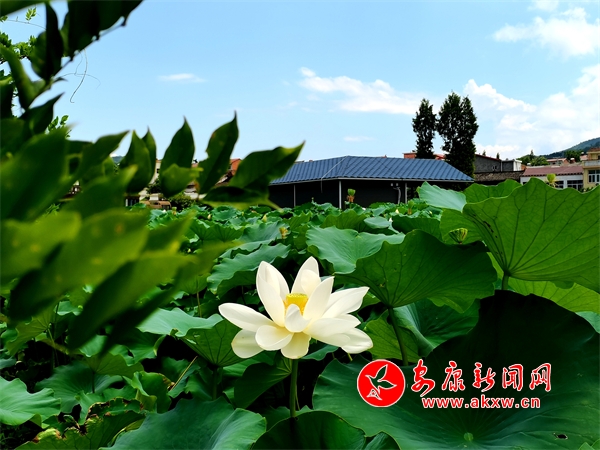 ������ɫ���箋(hu��)