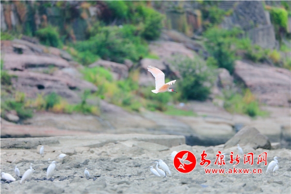 ʯȪ�����q�����g�w