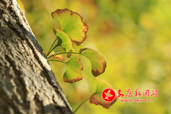 ����һ���y���S