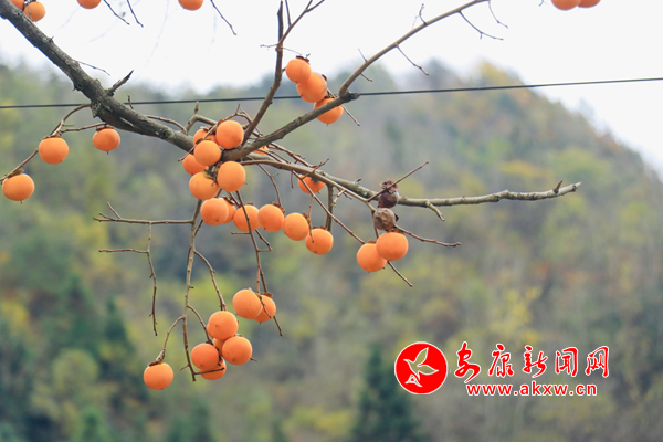 �l(xi��ng)�����Ӽt �c�Y�þ�ɫ