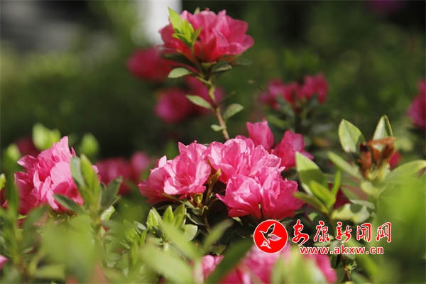 ���N���_�e�Ӽt