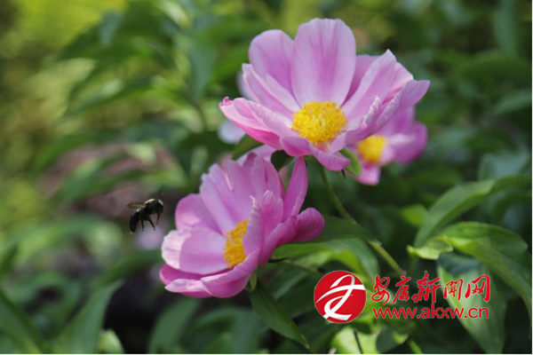 ���ޣ���ˎ���_ӭ����