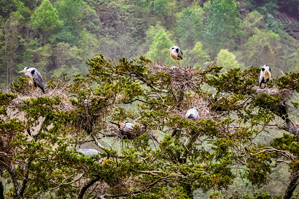 �n�������ҡ�