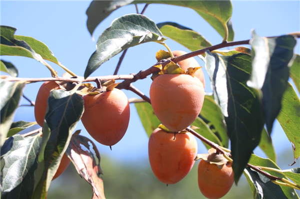 ���Ӽt�� ����u��