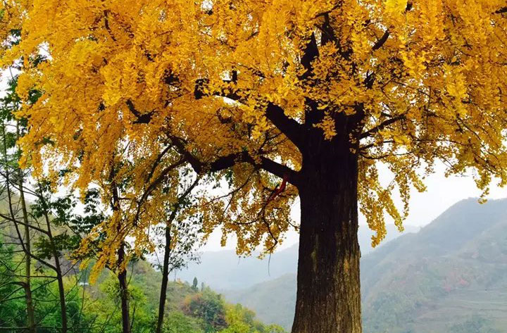 ��ϰ���ʯ���(zh��n)ǧ����y�Ә�(sh��)����ͯԒ