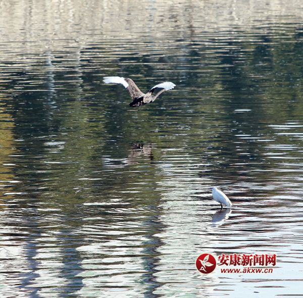 �h��˹�����(l��i)�˺����Z