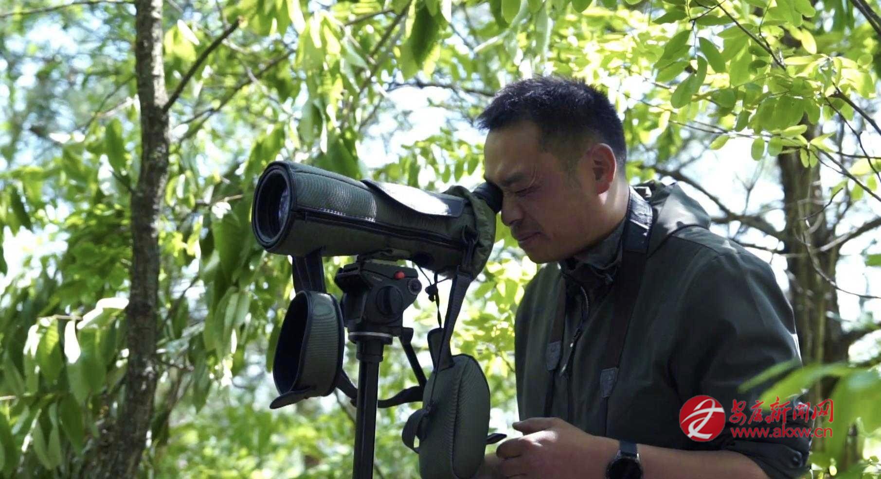 “守鹮人李夏”在工作中